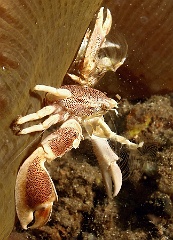 Komodo 2016 - Spotted porcelain crab - Crabe porcelaine - Neopetrolisthes macalatus - IMG_7440_rc